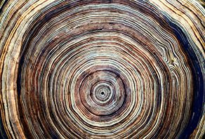 IB Theory of Knowledge (FE 2022)