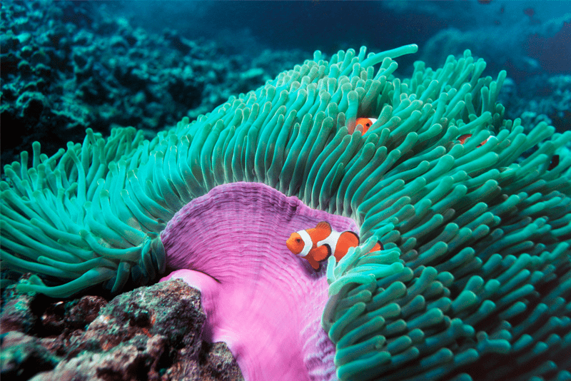 Underwater plants and fish